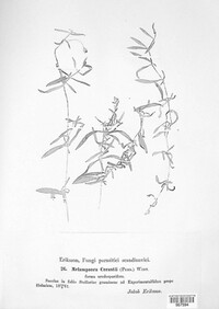 Melampsorella elatina image